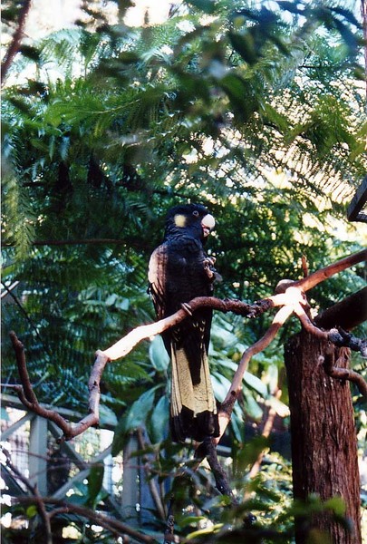 Yellow-tailed Black Cockatoo